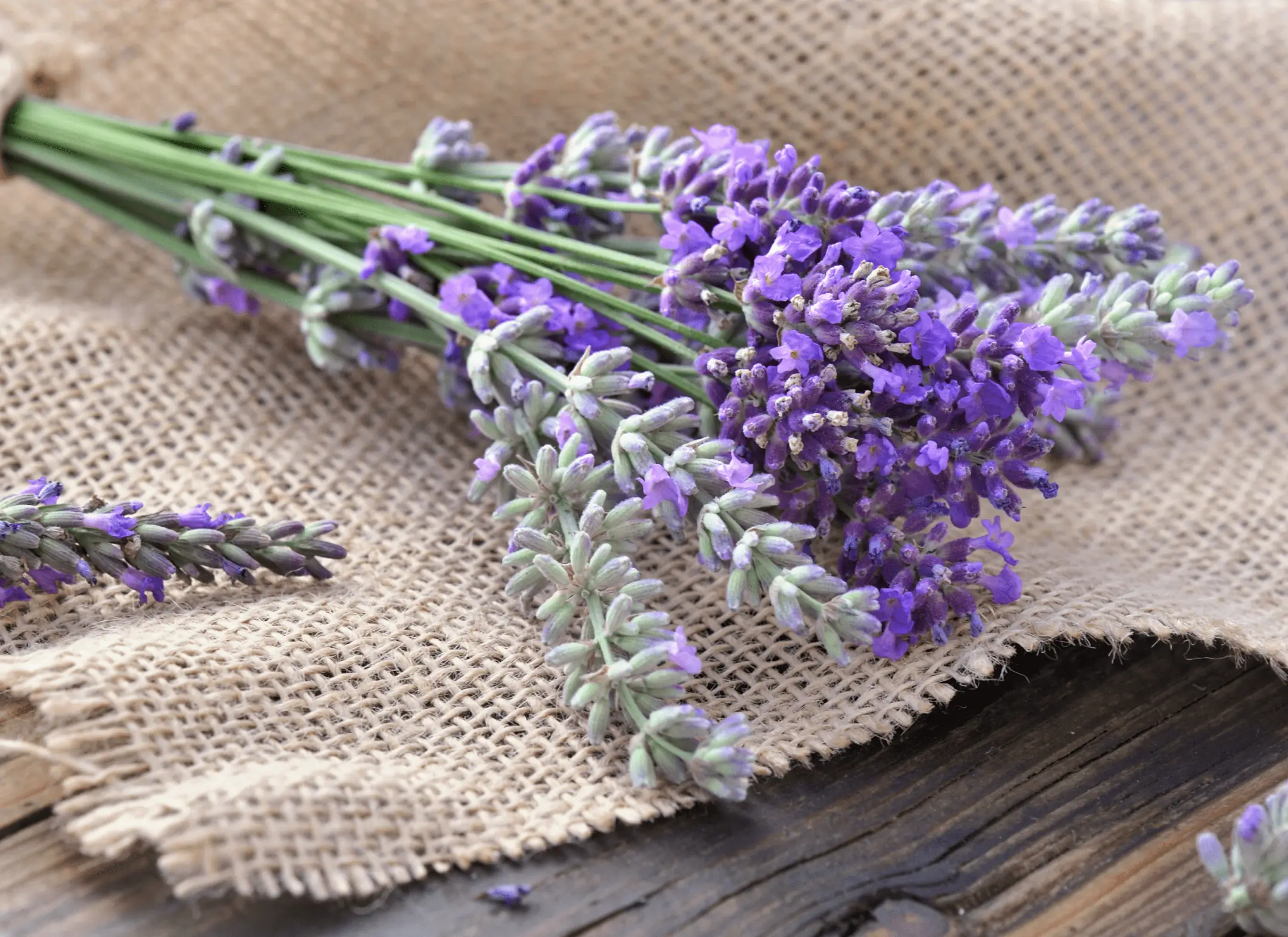 Bunch of fresh lavender on burlap