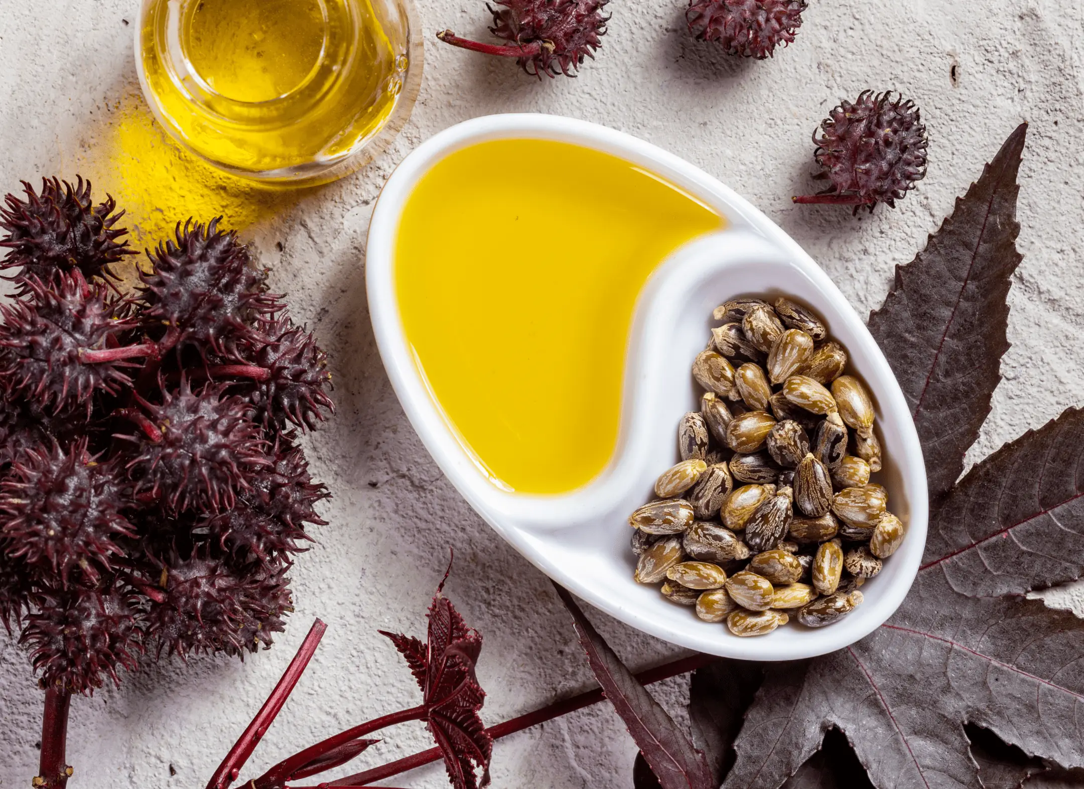 Castor seeds and castor oil, the plant source of undecylenic acid