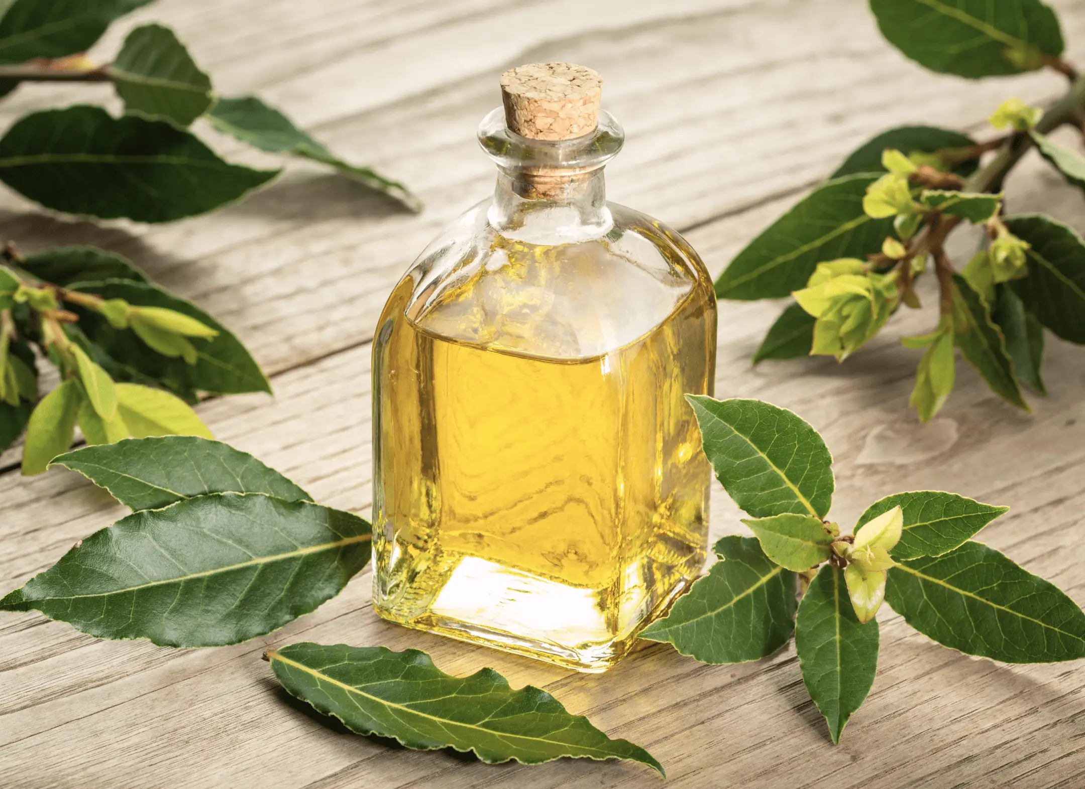 Bottle of essential oil surrounded by fresh leaves